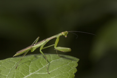 Callimantis antillarum