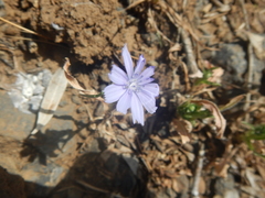Cichorium pumilum