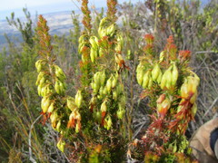 Erica intermedia intermedia