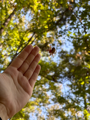 Marbled Orbweaver