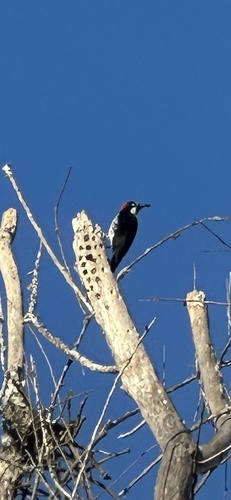 Acorn Woodpecker