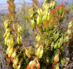 Erica intermedia intermedia