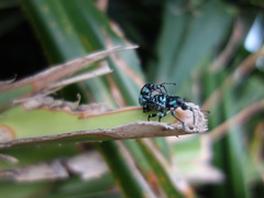 Eupyrgops waltonianus
