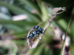 Eupyrgops waltonianus