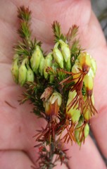 Erica intermedia intermedia