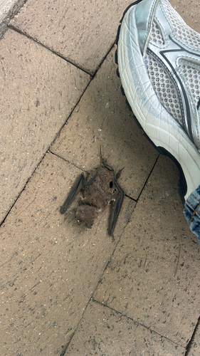 Mexican Free-tailed Bat observed by saramaher_