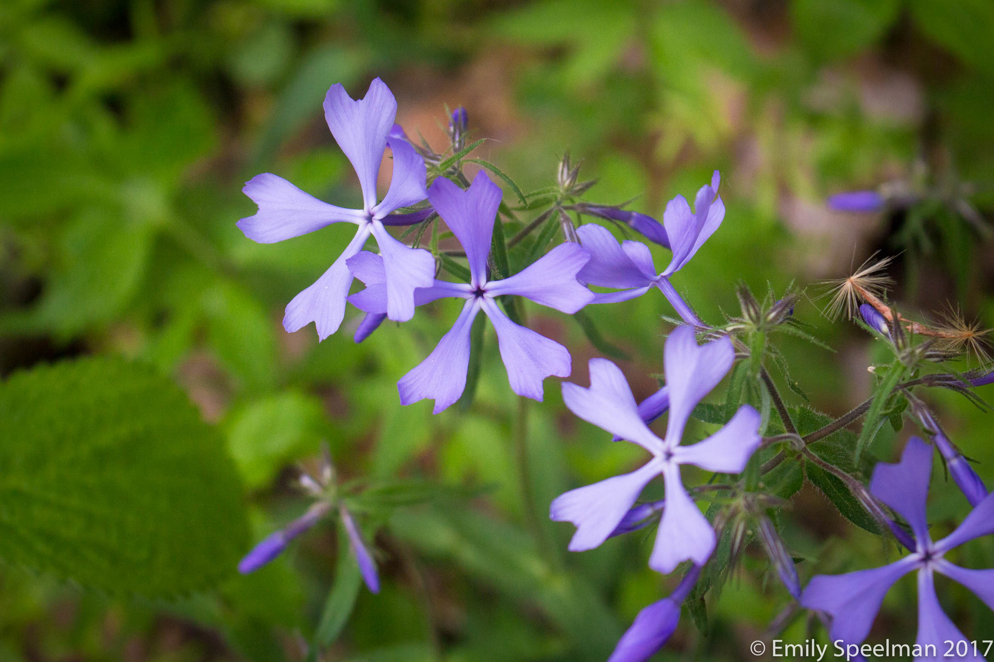 Phlox divaricata ssp. divaricata