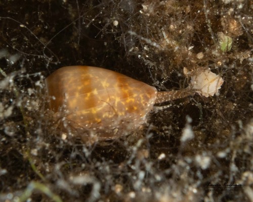 Marginella apicina observed 2026-10-14