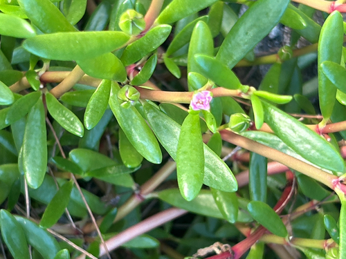 Sesuvium portulacastrum observed 2026-10-16