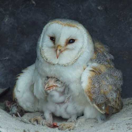 Western Barn Owl, Topvogel Roofvogelpark Diessen, photo 8 of 10