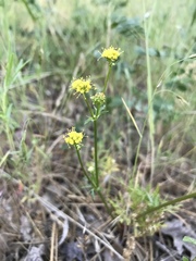 Sanicula tuberosa