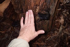 Sanguinoderma rugosum