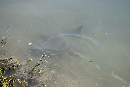 Bat Ray
