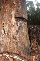 Sanguinoderma rugosum