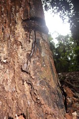 Sanguinoderma rugosum