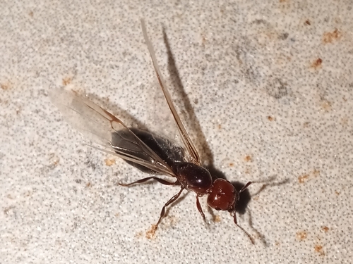 Mediterranean Acrobat Ant