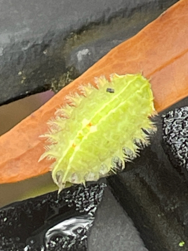 Crowned Slug Moth