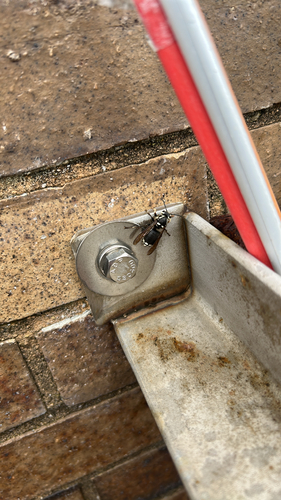 Bald-faced Hornet