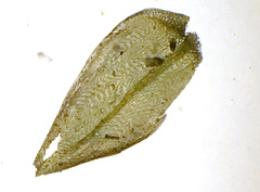 Scleropodium cespitans