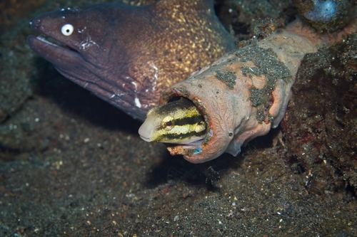 Petroscirtes breviceps observed 2026-10-16