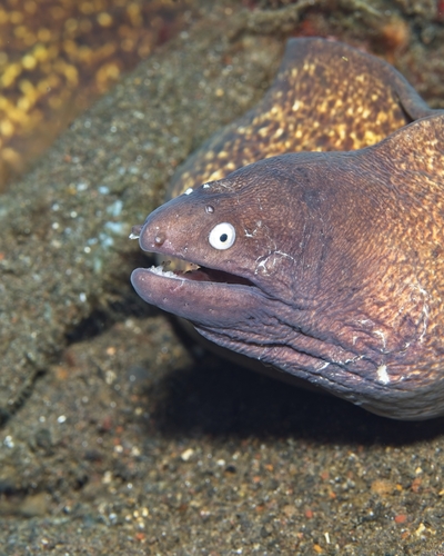 Gymnothorax thyrsoideus observed 2026-10-16