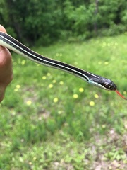 Thamnophis proximus proximus