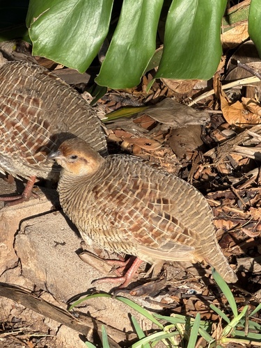 Ortygornis pondicerianus, 2026-10-16