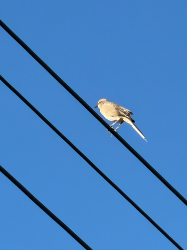 Northern Mockingbird