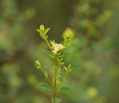Pimelea flava flava