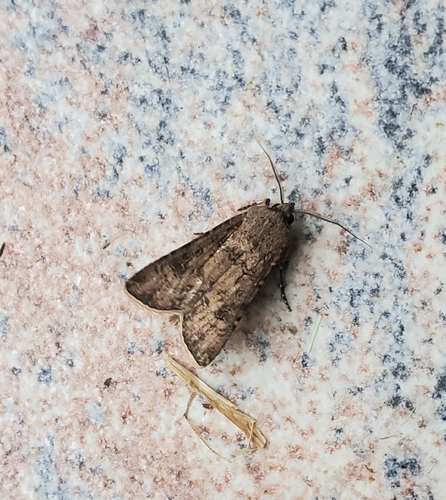 Turnip Moth