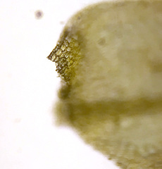 Scleropodium cespitans