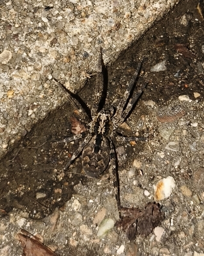 Mediterranean Spiny False Wolf Spider