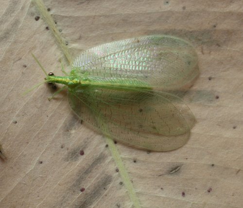 Myiodactylus striatus