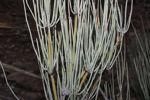 Ephedra aspera