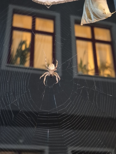 Cross Orbweaver