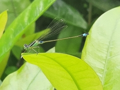 Ischnura senegalensis