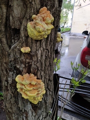 Laetiporus sulphureus