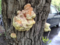 Laetiporus sulphureus