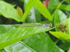 Ischnura senegalensis
