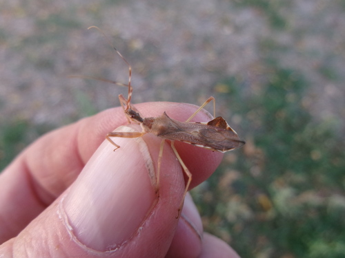 Nagusta goedelii