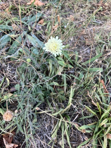 Cream Scabious