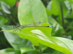 Ischnura senegalensis