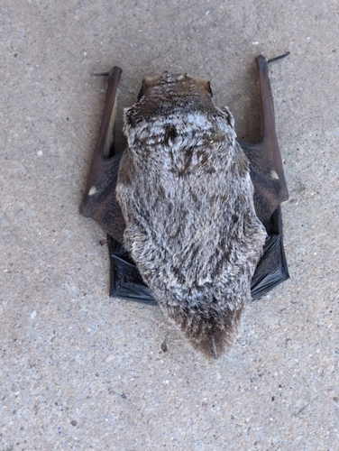 Northern Hoary Bat observed by tinawiley