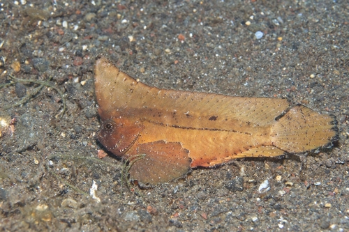 Ablabys taenianotus observed 2026-10-16