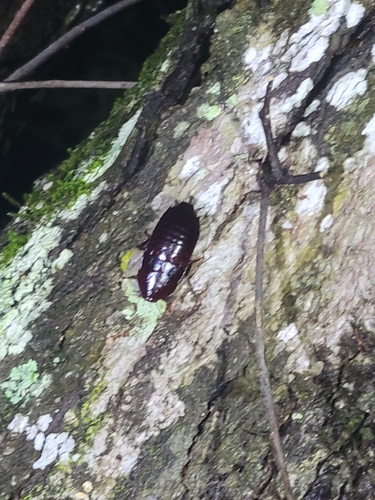 Florida Woods Cockroach