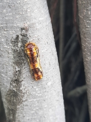Phauda flammans