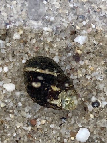 Ilyanassa obsoleta observed 2026-10-16
