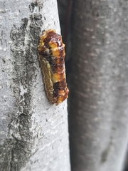Phauda flammans