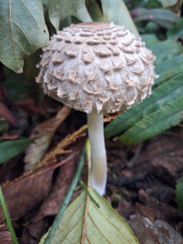 Olive Shaggy Parasol