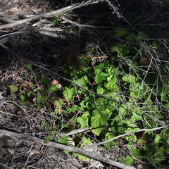 Pelargonium inodorum